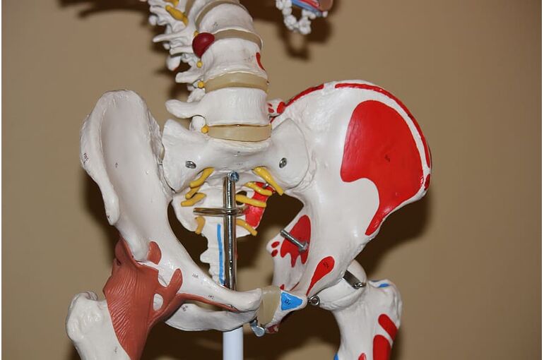 hip-anatomy-body-joint