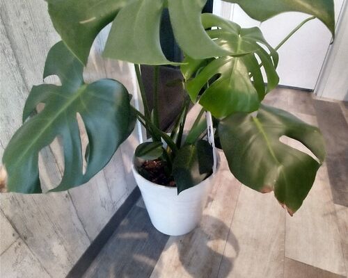 免疫力をあげ花粉症をのりきる